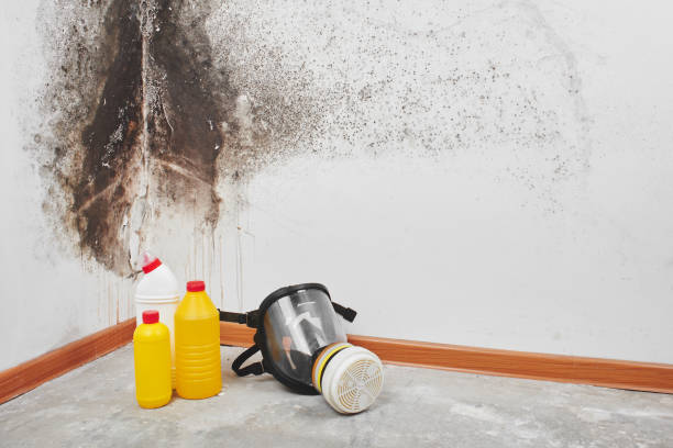 Best Mold Removal Process  in Maple Lake, MN