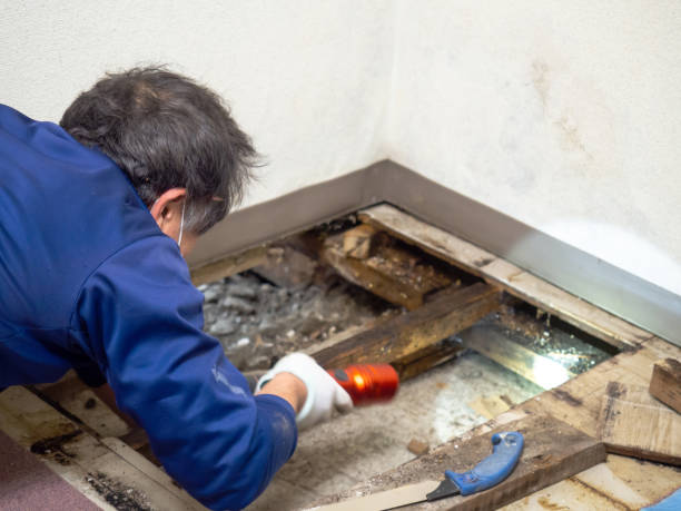 Mold Testing and Removal in Maple Lake, MN