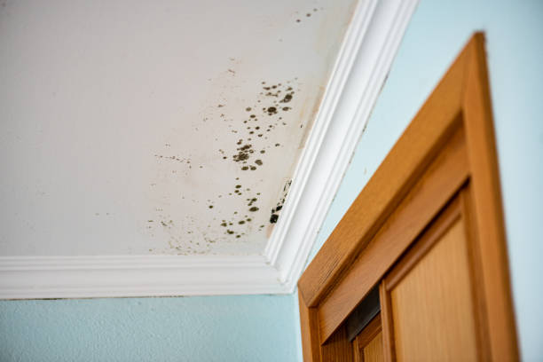 Best Best Mold Removal Companies  in Maple Lake, MN