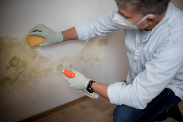 Best Same-Day Mold Removal  in Maple Lake, MN