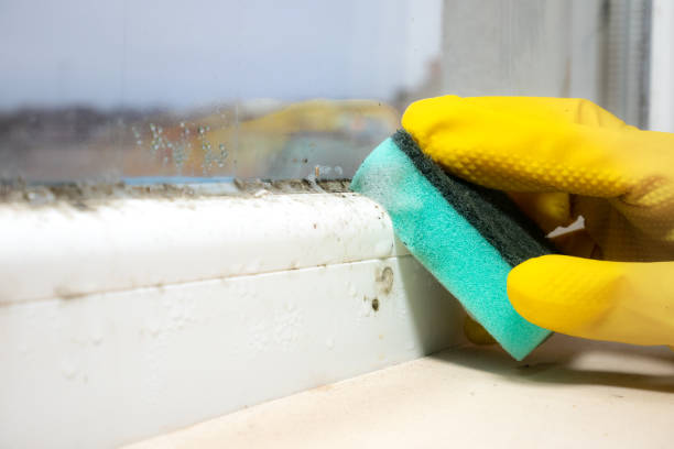 Best Emergency Mold Removal  in Maple Lake, MN