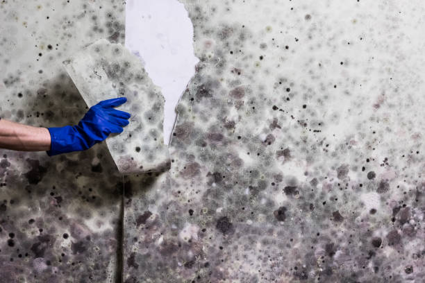 Best Residential Mold Removal  in Maple Lake, MN